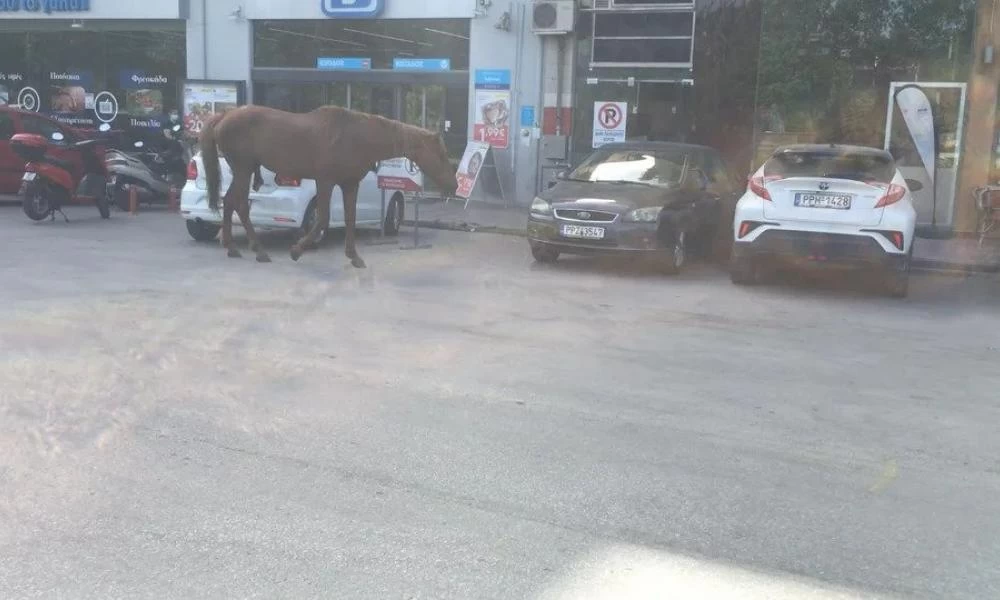 Λάρισα: Άλογο βγήκε να ''ξεσκάσει'' στο κέντρο της πόλης